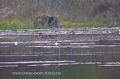 beavers, scotland, aigas, wild-01